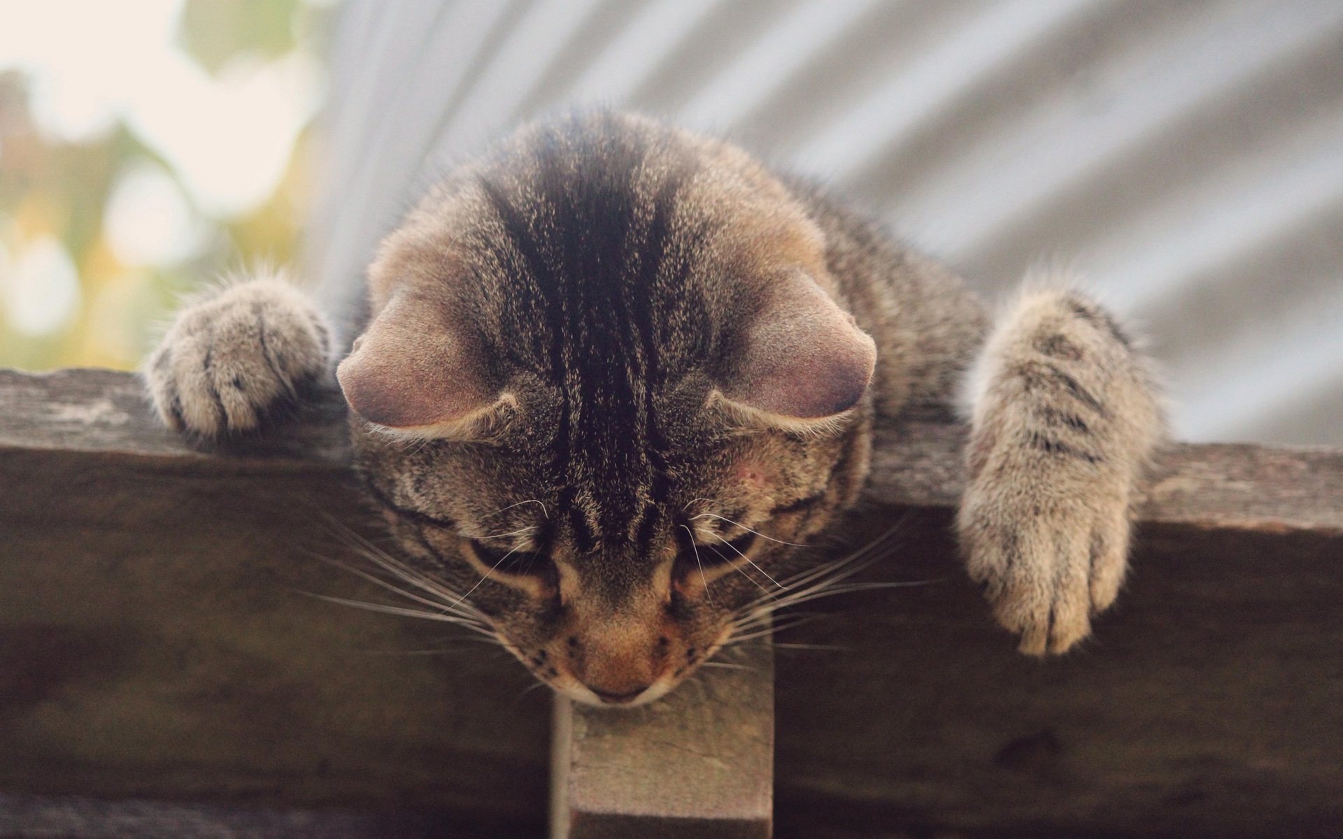 Cat looking down, stuck up somewhere high