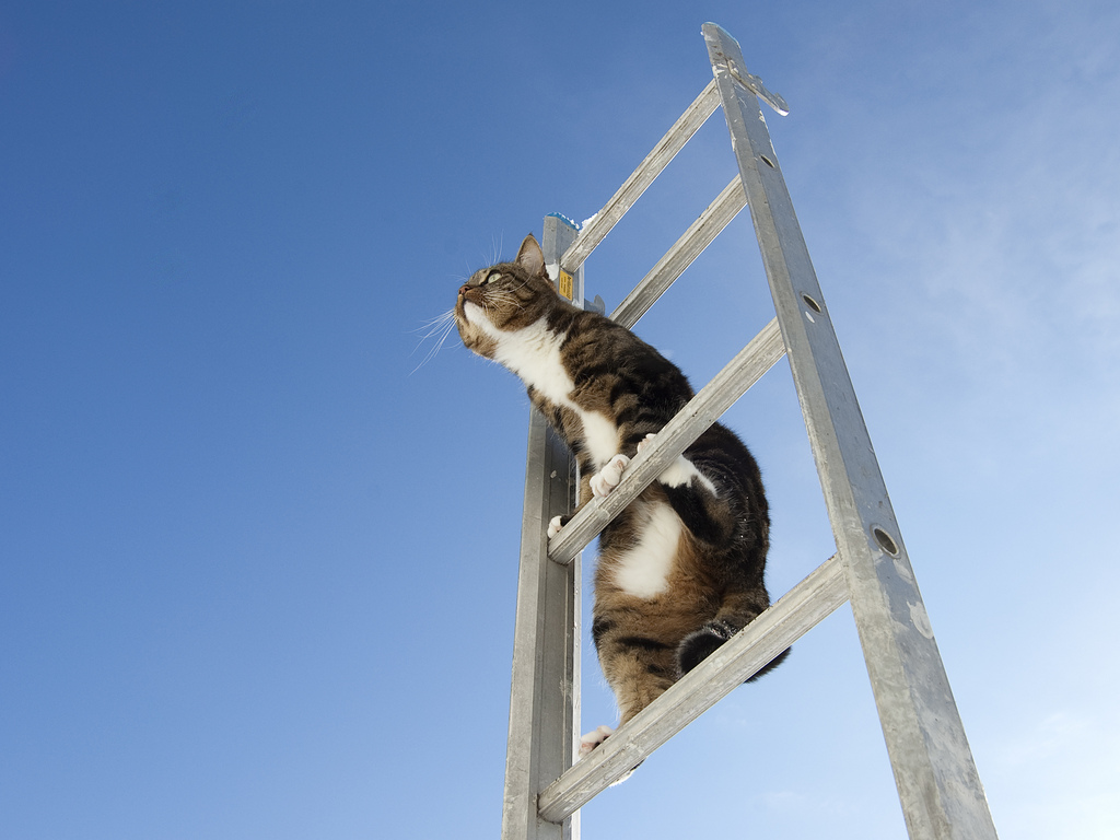 Cat on a ladder